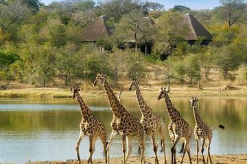 Private Tshukudu and Khamai Interactive Encounter from Hazyview