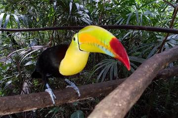 Belize City, Market, Country side, Zoo, Lunch at Fu Wi Flavaz: Unbelizeable Day