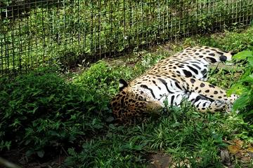 Cave Tubing and The Belize Zoo Combo Tour