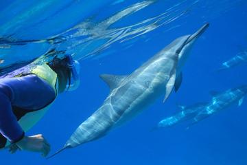 Day Trip Oahu Snorkel Cruise: Swim with Dolphins and Turtles in the Wild near Honolulu, Hawaii 