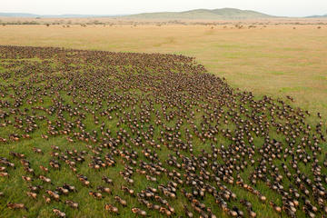 10-Day Tanzania Wildlife Safari from Arusha