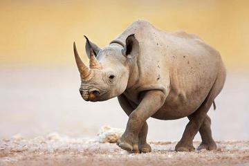 11 days -Tanzania wildlife Safari and Zanzibar Beach Holiday