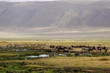 Full-Day Ngorongoro Crater Tour from Arusha