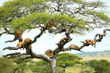 Full-Day Safari in Lake Manyara National Park from Arusha