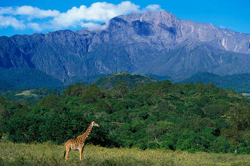 Full Day To Arusha National Park