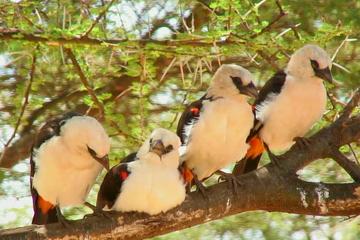 Nature Safari 3 Days 2 Nights Safari in Tanzania
