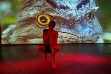 Waradah Aboriginal Center Cultural Performance