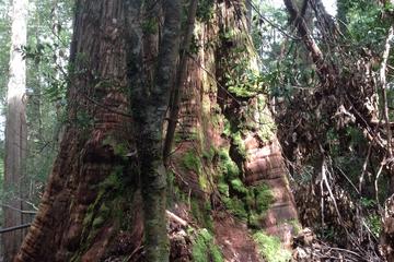 Private Huon Valley and Tahune Airwalk Day Trip