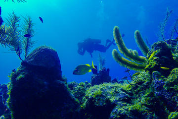 SCUBA Diving Tour at Roatan's North Shore