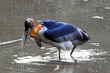 Full-day Chreav Bird Sanctuary Tour with Birding Guide