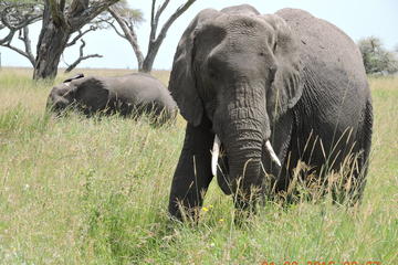 Serengeti 2-Day Safari from Mwanza