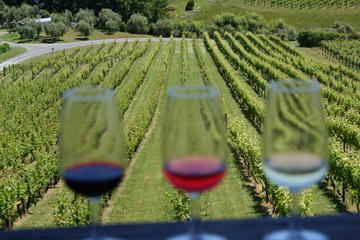 Wine and Food Tour of Matakana from Auckland