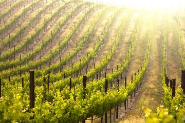 Small-Group Champagne Tour from Paris Including 4-Course Lunch