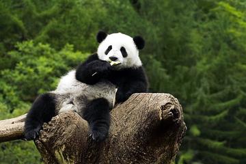 Beijing Zoo Panda House and Summer Palace Private Tour