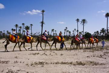 Camel Ride in the Palm Grove of Marrakech