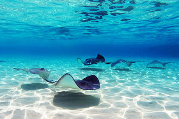 Punta Cana Shark and Stingray Encounter by Glass Bottom Boat