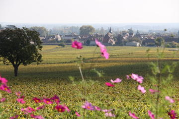 Small-Group Côte de Beaune Wine Tasting Tour
