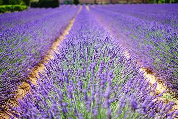 Small-Group Day Tour in the Lavender Fields