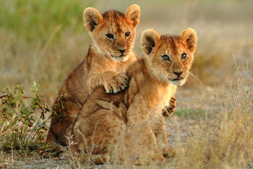 3-Day Kruger Explorer Safari from Johannesburg