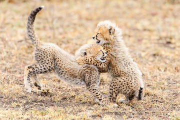 De Wildt Endangered Wildlife Centre
