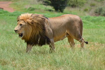 Rhino & Lion Park