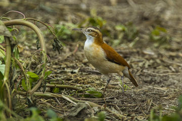 Private Manglares Churute Ecological Reserve from Guayaquil