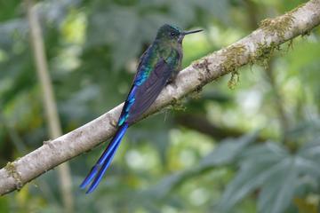 Private Mindo Cloud Forest Tour Including a Chocolate Factory Visit from Quito