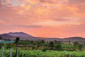 Private Day Trip to a Vineyard Including Wine Tasting and Lunch from Bangalore