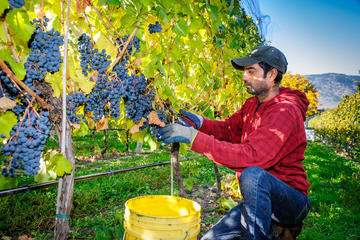 8 Hour Livermore Valley Wine Tasting Tour from San Francisco