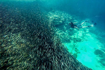Moalboal Sardine Run and Kawasan Canyoneering from Cebu City