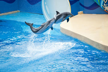 Ocean Park Full-Day Coach Tour with Hotel Pickup in Kowloon Area from Hong Kong