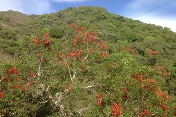 Cloud Forest hiking
