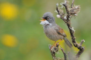 Bird Watching Guided Half-Day Tour from Lanzarote