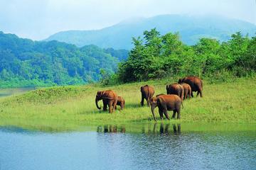Kerala Hills, Backwaters & Wildlife 5 days (Private)