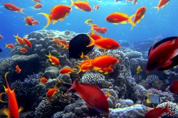 Day Tour to Sharm El Naga Beach for Snorkeling from Hurghada