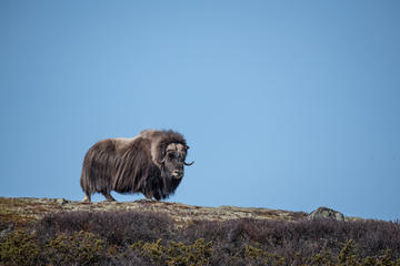 Musk Ox Safari in Dovrefjell National Park from Oppdal