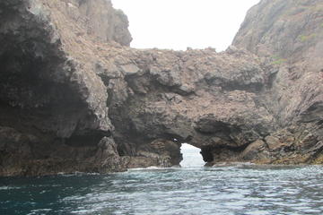 Marine Life Boat Tour to The Coronado Islands