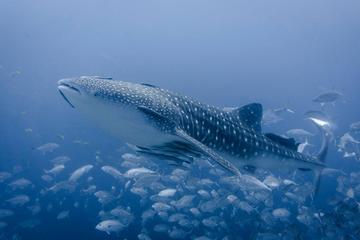 Koh Tao Dive Tour Including 3 Dives for Certified Divers