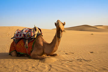 Desert Safari: Wahiba Sands and Wadi Bani Khalid from Muscat