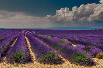 Lavender Route Small-Group Guided Day Trip from Avignon