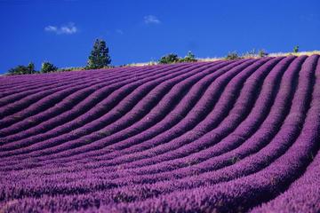 Private Tour to Valensole, Moustiers-Sainte-Marie, and the Lake of Sainte-Croix from Avignon