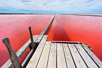 Small-Group Guided Day-Trip to the Camargue from Avignon