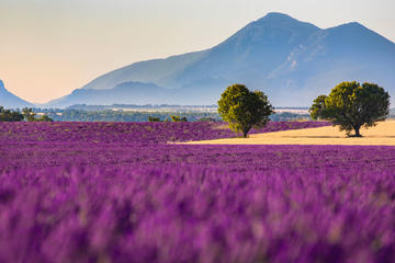 Small-Group Guided Day-Trip to Valensole from Avignon