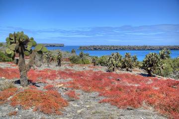 North Seymour Day Trip Galapagos - Includes Hotel Pick-up