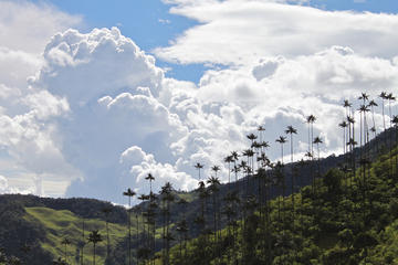 Private Tour: Cocora Valley and Ocaso Coffee Tour