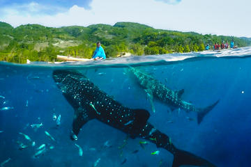 Canyoneering with Whaleshark Encounter- SHARED TOUR