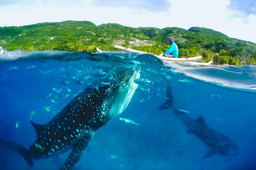 Oslob Whaleshark and Kawasan Falls Tour - SHARED TOUR