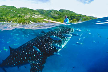 Skip Trip to Oslob - Shared Tour