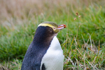 Full-Day Wildlife Tour from Dunedin