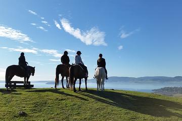 Guided Horse Trekking from Rotorua